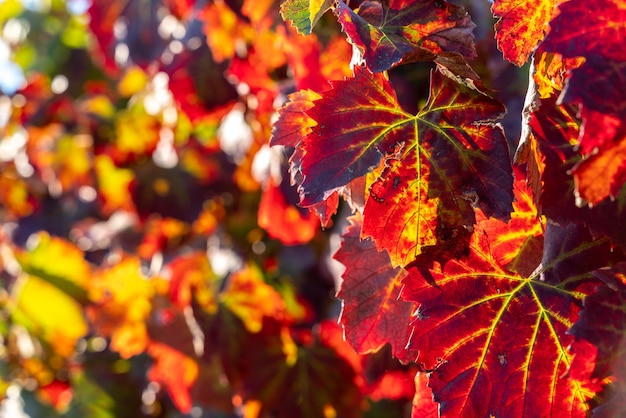 Textura de hojas de viñedo en colores otoñales.