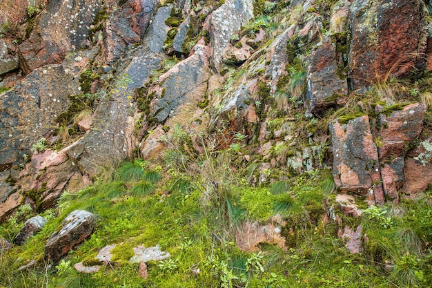 Textura de hongo de fragmento multicolor en las piedras