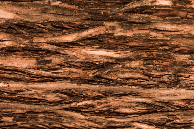 Textura horizontal natural das árvores florestais