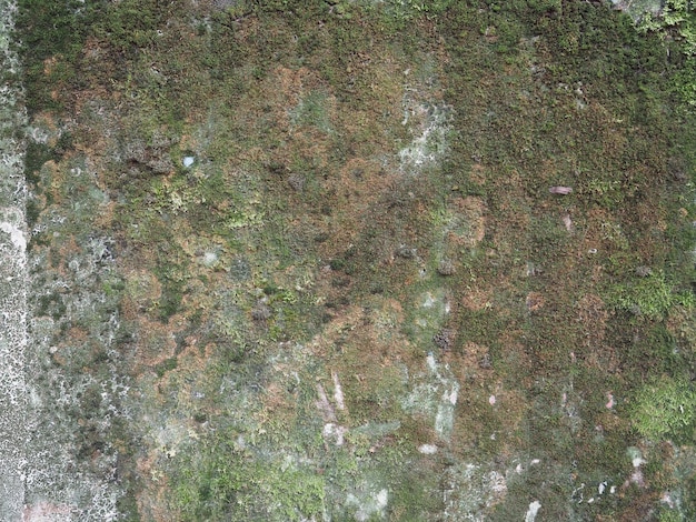 Textura de hormigón gris con fondo de musgo verde