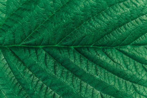 Textura de la imagen de primer plano de la hoja verde Fibras de hoja de fondo natural Copiar espacio vacío para texto