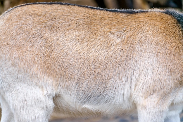 La textura de la lana de una cabra Piel de animal blanco