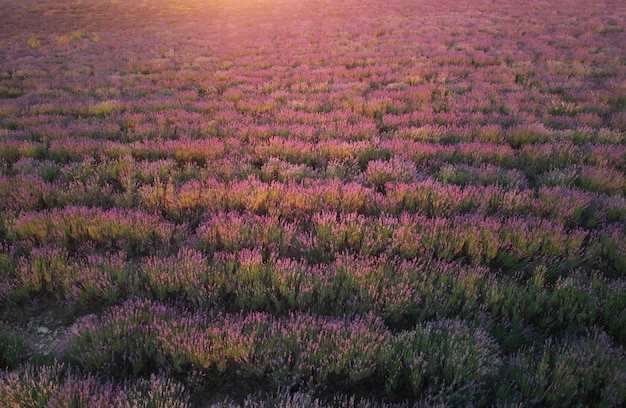 Textura lavanda