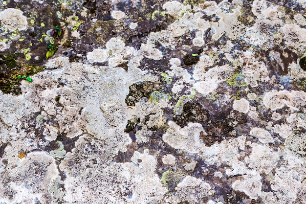 Textura de liquen y musgo en piedras