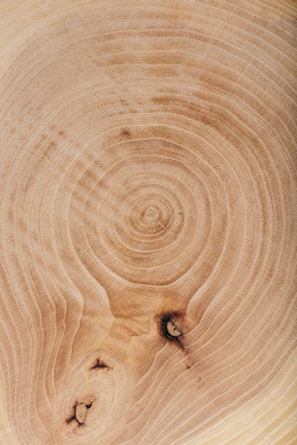 Textura de losa de madera de fresno con anillos anuales, fondo o papel tapiz.