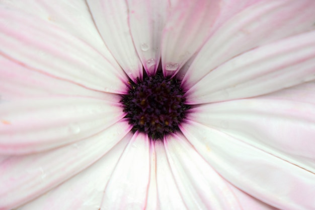 Textura macro blanca de flores para el fondo