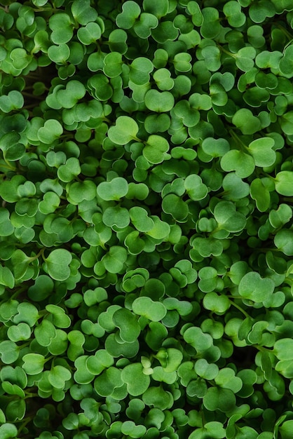 Textura macro de coentro verde fresco microgreens