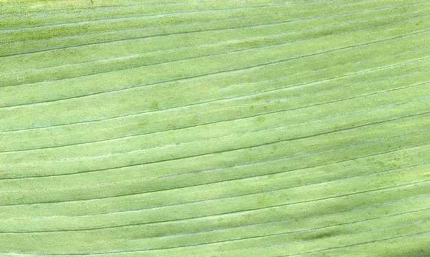 Textura macro de folha verde