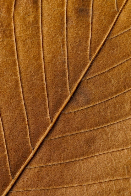 Textura macro de plantas de folhas secas para o fundo