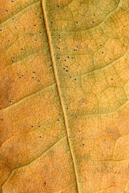 Textura macro de plantas de folhas secas para o fundo.