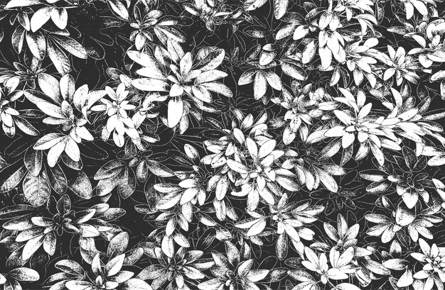 Textura macro de hoja de madera con rayas grunge de fondo negro y blanco ilustración vectorial abstracta