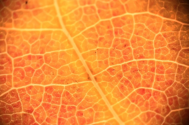 Textura macro de hojas / hoja amarilla de otoño, textura macro ampliada, concepto de fondo otoñal