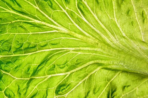 Textura de macro de lechuga de hoja verde. elemento de diseño