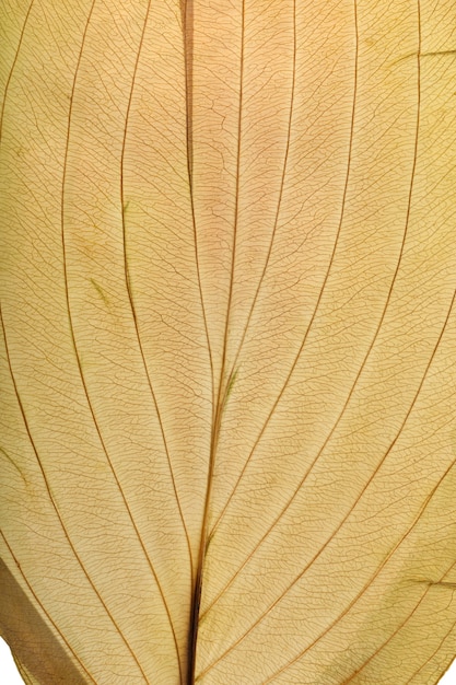 Textura macro de plantas de hojas secas para el fondo. Detalles planos de herbario.