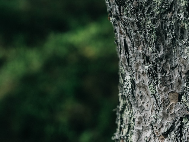 Textura de madera del árbol. Fondo de la naturaleza