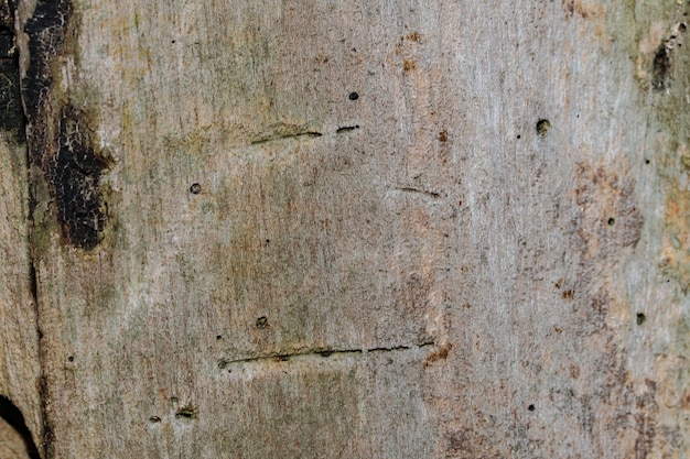 textura de madera del árbol