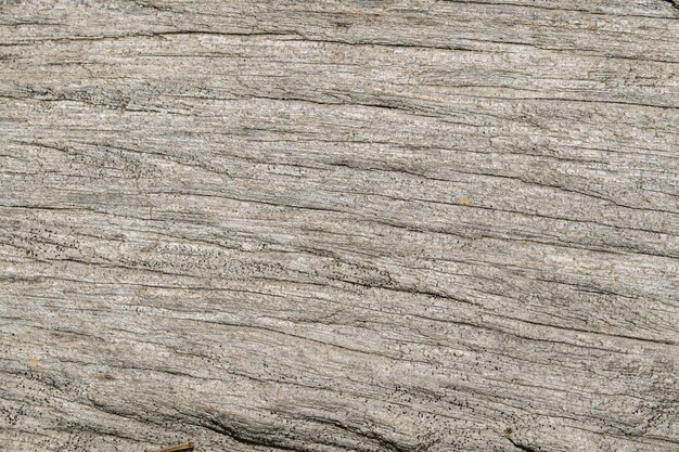 textura de madera del árbol