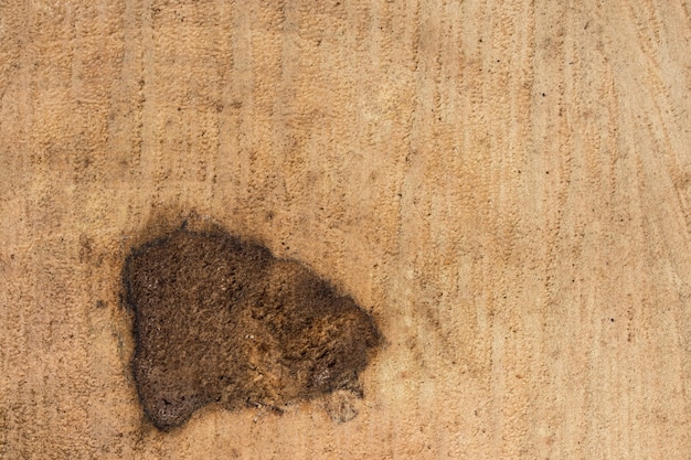 Foto textura de madera del árbol