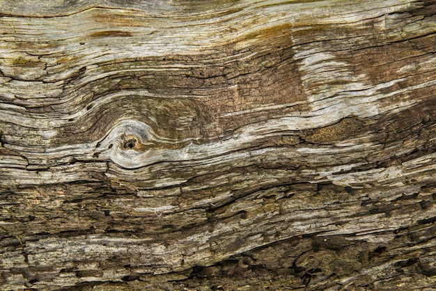 Textura de madera cerca de grietas a lo largo del interior del tronco de un árbol