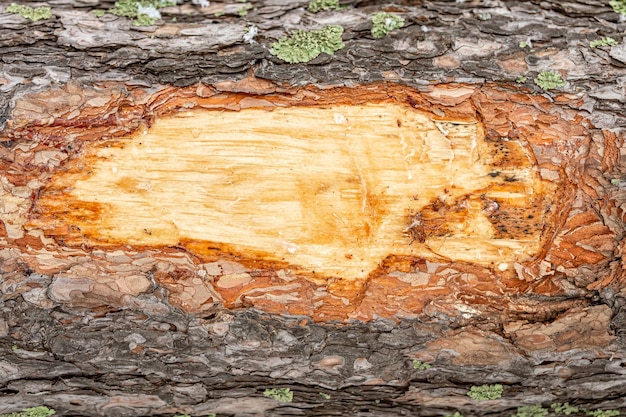 Foto textura de madera. cerrar fondo de madera de pino marrón.detalles sobre la superficie de la corteza de un pino adulto