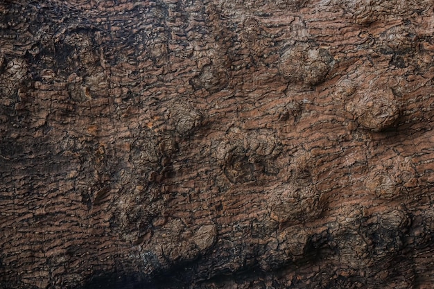 Textura de madera contrastante para introducción o fondo