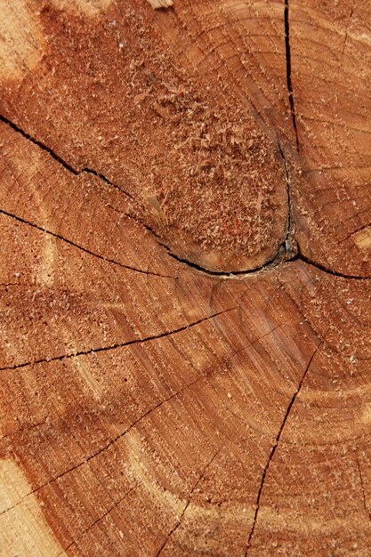 Textura de madera cortada vieja Textura de tronco de árbol erosionado Árbol cortado redondo ideal con anillos anuales y grietas Textura de madera Tocón de árbol