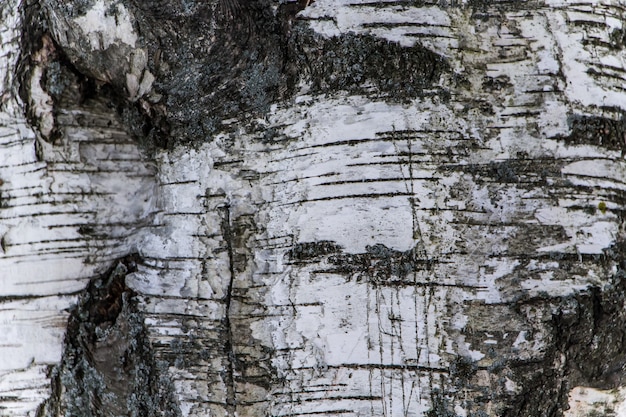 Textura de madera, corteza de abedul natural.