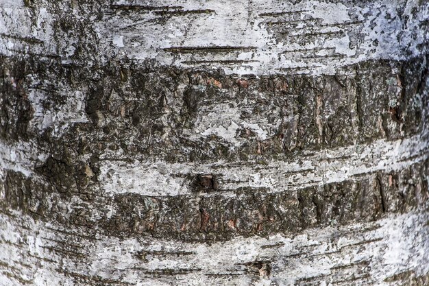 Textura de madera, corteza de abedul natural