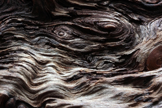 Textura de madera de corteza de árbol