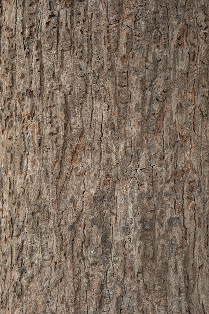 Textura de madera de corteza