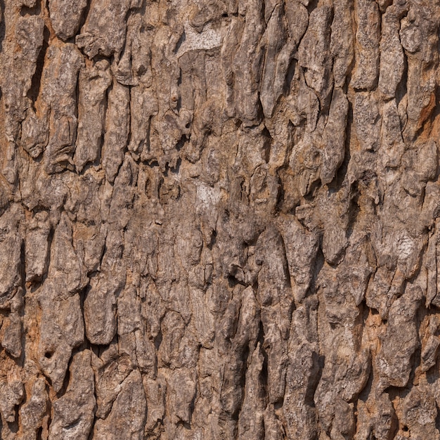 Textura de la madera de la corteza