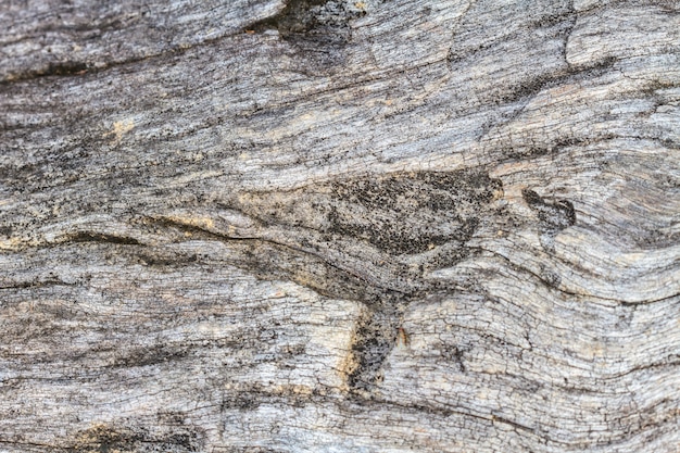 Textura de la madera de la corteza.