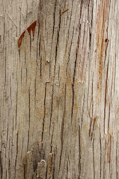 Textura de madera de eucalipto