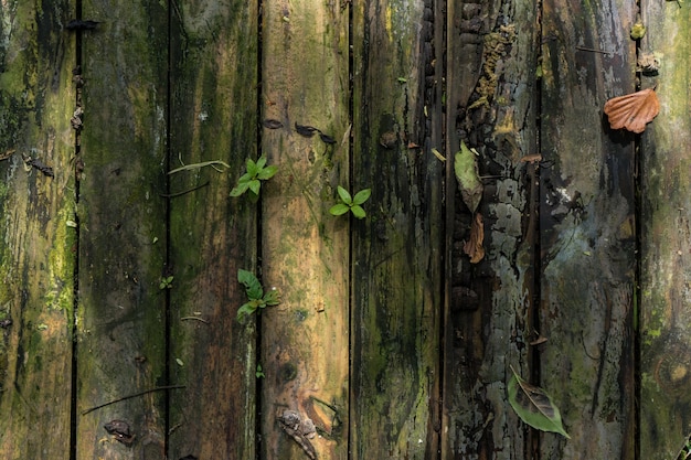 Textura de madera de fondo