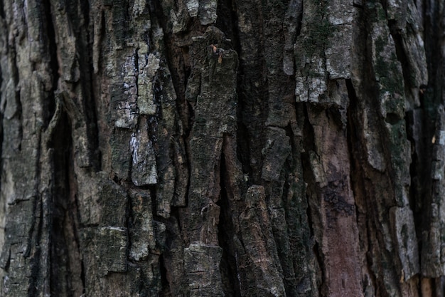 Textura de madera de fondo