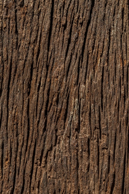 Textura de madera para un fondo