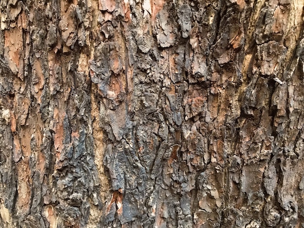 Foto textura de madera marrón de la corteza de árbol que se utilizará como fondo natural