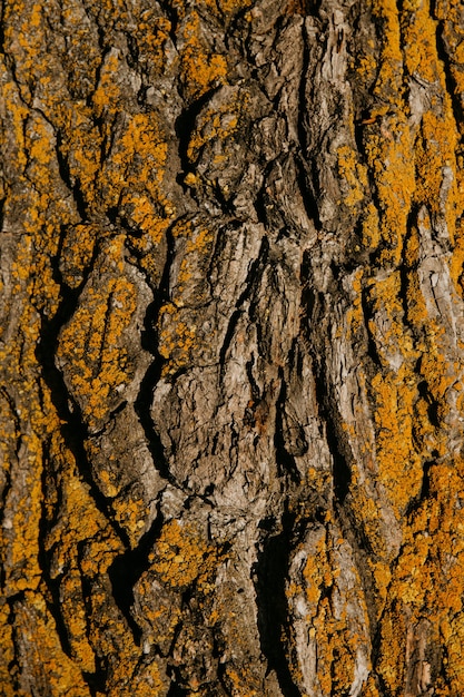 textura de madera molde de corteza amarilla