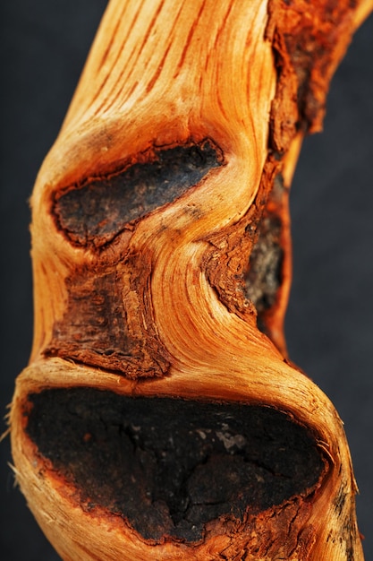 Textura de madera natural Bonsai snag tronco primer plano. Textura de madera flotante