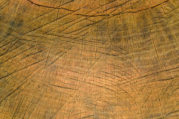 Textura de madera natural para el fondo Sección transversal