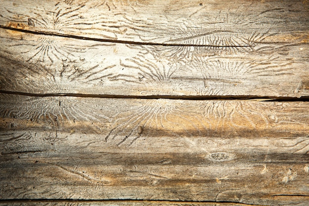 Foto textura de madera natural con líneas dibujadas por un escarabajo de la corteza en forma de arañas. fondo, escarabajo de la corteza, tronco de árbol