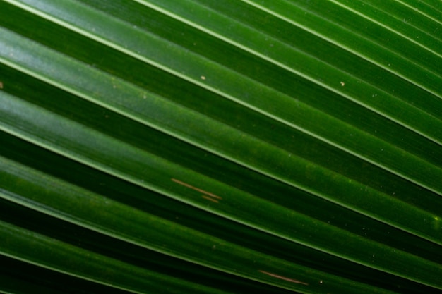 textura de madera natural