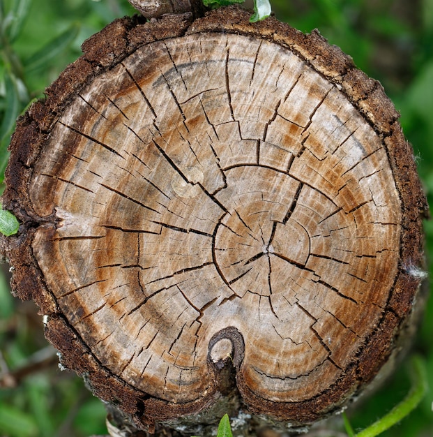 Textura de madera o fondo de madera