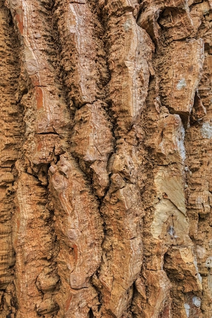 Textura de madera oscura para el fondo