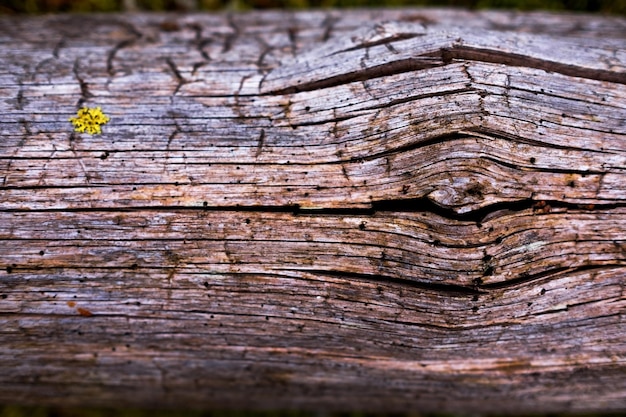 textura de madera oscura