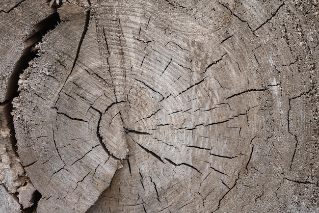 textura de madera con el patrón natural.
