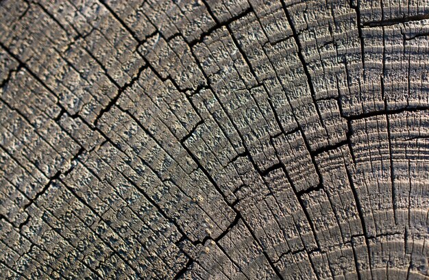 Foto textura de madera con patrones naturales como fondo