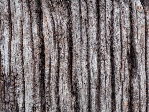 Textura de madera petrificada