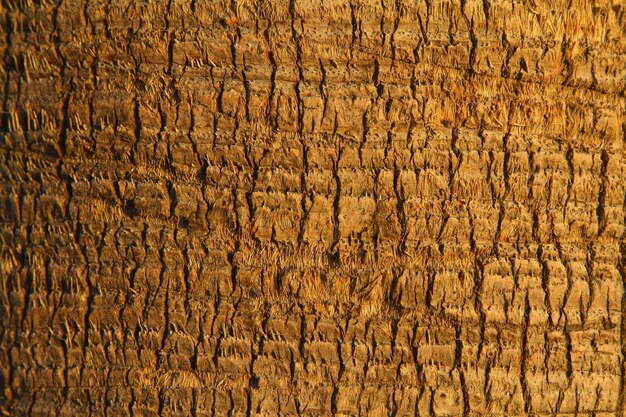 Textura de madera Plantilla vacía de fondo abstracto Captura recortada de un fondo texturizado