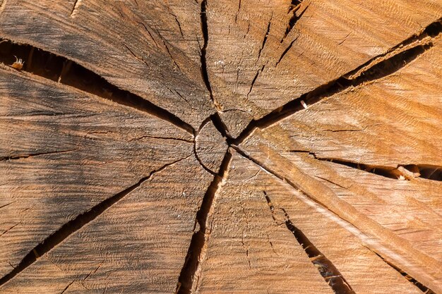 Textura de madera de primer plano de tronco de árbol cortado